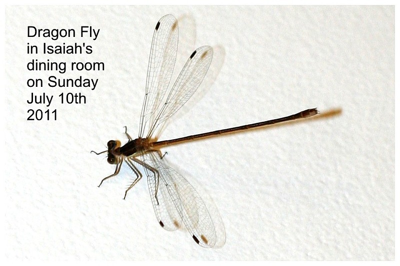 IMG_1044-dragonfly.JPG