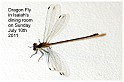 IMG_1044-dragonfly