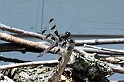 IMG_1216